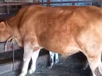 公牛, Cattle — 照片 3