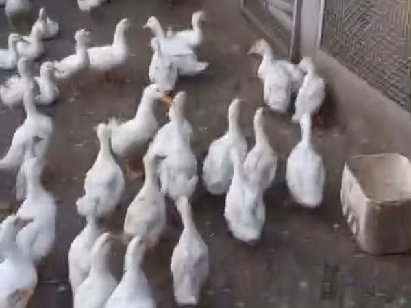 Ducks — Azerbaijan