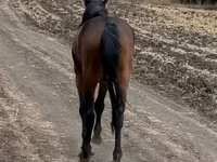 Hengst, Kazakh horse — Foto 3
