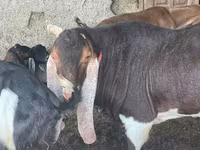 تيس, Kamori goats — الصورة 1