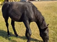 Kůň, Nonius horse — foto 4