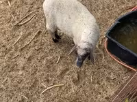 公羊, Tsigai sheep — 照片 4