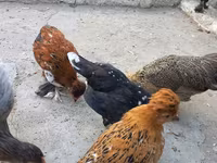 Yapon Bantam — foto 5