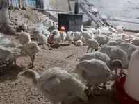 Turkeys — photo 2