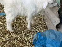 Keçi, Saanen goat — foto 1