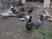 Turkeys — الصورة 2