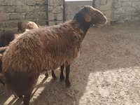 Qoç, Qoyunlar — foto 1