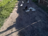 Ducks — photo 3