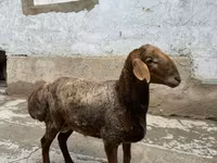 Ovelhas (lote, sexo não especificado), Ovelhas — foto 1