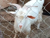 山羊（批次，未指定性别）, Goats — 照片 7