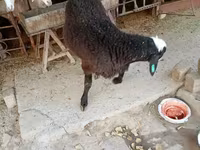 Qoç, Blackheaded Persian sheep — foto 7