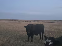 Byk, Latvian Blue cattle — zdjęcie 1