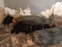 Boar, Pigs — photo 7