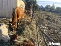 Krowa, Rasa jerseyjska — zdjęcie 1