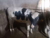ऊँटनी, ऊंट — फ़ोटो 2