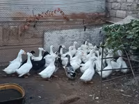 Alman Pekin — foto 2