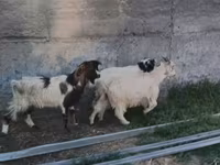 Goat, Nubian Goat — photo 5