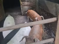Sow, Pigs — photo 4
