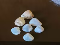 Խխունջներ ծովային 7 հատ — фото 3