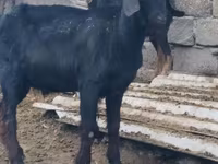 Keçi, Anatolian Black goats — foto 4