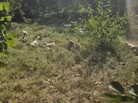 Geese — 照片 1