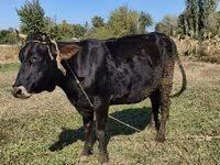 Krava, Alatau plemeno — foto 2