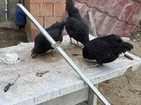 Chickens — zdjęcie 4