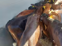 İribuynuzlu mal-qara (partiya, cinsi göstərilməyib), Simmental cattle — foto 4