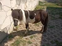 Aygʻir, Falabella — 3-rasm