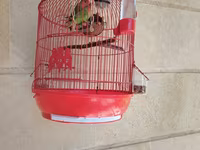Məhsul: Qırmızı asma quş qəfəsi aksesuarlar, 1 cut popuqaylar lovebird — foto 1