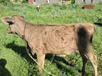 Bull, Swiss cattle — photo 2