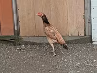 Chickens — الصورة 3