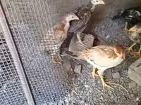 Chickens — foto 2