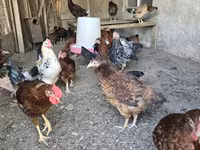 Chickens — photo 6