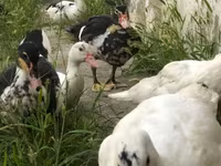 Ducks — 照片 3