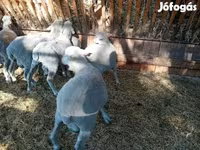 Baran, Merino sheep — zdjęcie 5