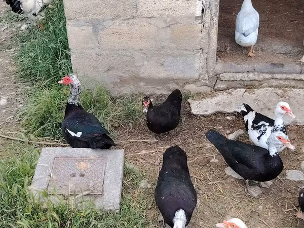 Domestic Muscovy — Azerbaijan