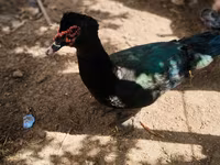 Ducks — फ़ोटो 5