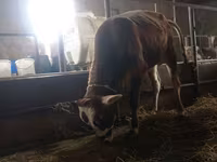 Toro, Ganado vacuno — foto 1