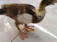 Ducks — 照片 2