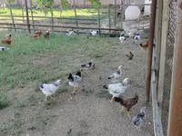 Chickens — photo 1