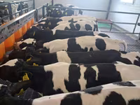 Býk, Russian Black pied cattle — foto 2