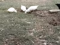 Alman Pekin — foto 1