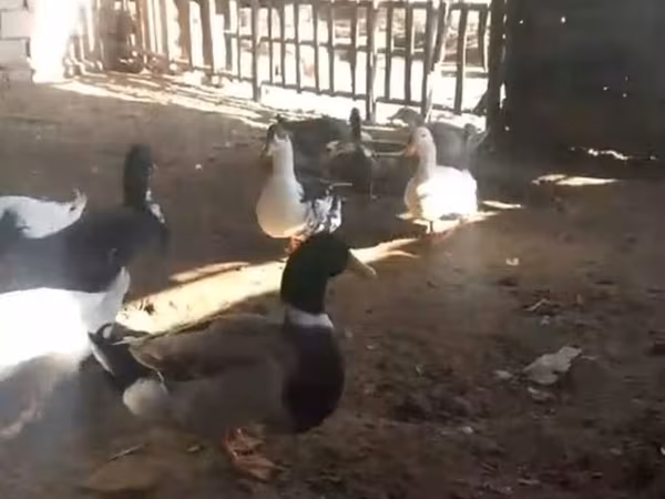Ducks — Azerbaijan