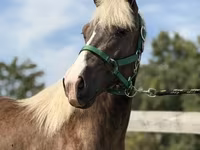Horse (M), Rocky Mountain Horse — photo 1