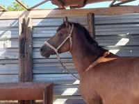 At, Kazakh horse — foto 7