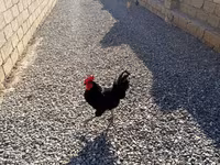Chickens — 照片 7