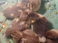 Ducks — Foto 2