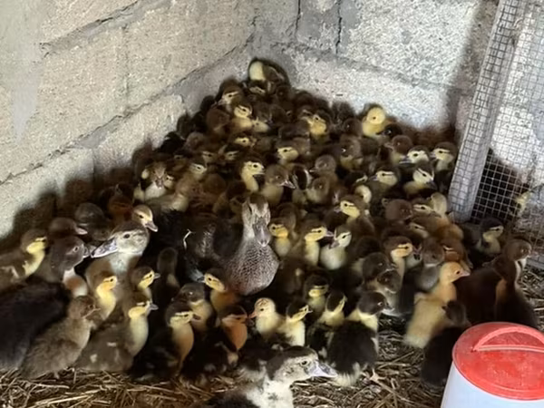 Domestic Muscovy