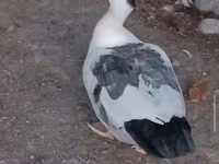Ducks — Foto 5